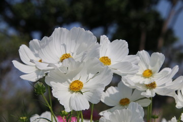 Fototapeta na wymiar white flowers in the garden