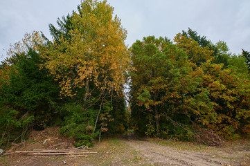 Autumn forest nature. Vivid morning in colorful forest
