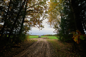 Fototapeta premium Autumn forest nature. Vivid morning in colorful forest