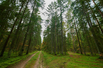 Fototapeta premium Autumn forest nature. Vivid morning in colorful forest