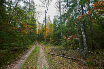 Fototapeta premium Autumn forest nature. Vivid morning in colorful forest