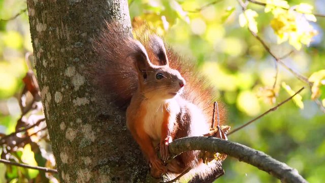 Wild red squirrel sitting on the branch
