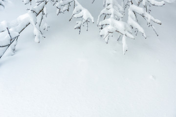 Background of snow texture with space for text. Plain snowy pure landscape. Scene of white surface and branches in winter.