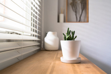 Fototapeta na wymiar Green cactus, succulents on the windowsill with light soft background. Spring or summer greeting card. Home plants on the windowsill