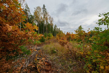 Autumn forest nature. Vivid morning in colorful forest