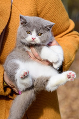 portrait of funny british shothair bicolor gray kitten with yelow eyes on the autumn background