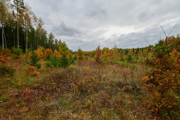 Autumn forest nature. Vivid morning in colorful forest
