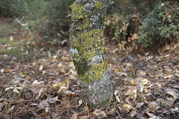 green moss on a tree
