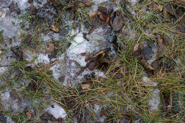 Naklejka na ściany i meble Dry leaves and green grass in the snow. Background.