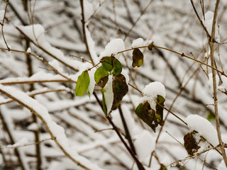 Winter forest. Trees covered with snow.