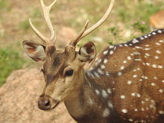 Noble deer male in winter snow forest Beautiful fallow deer in winter outdoors. fighting with their horns.  fighting in forest towards each other. © Motion Photography