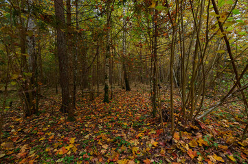 Autumn forest nature. Vivid morning in colorful forest