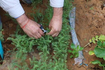 Male hand with scissors cuts the fresh shoots of black chana, known as chickpeas or bengal gram....