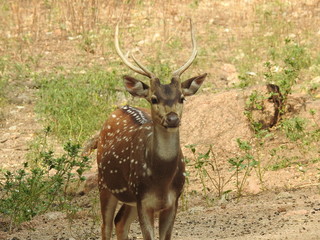 Noble deer male in winter snow forest Beautiful fallow deer in winter outdoors. fighting with their horns.  fighting in forest towards each other. © Motion Photography
