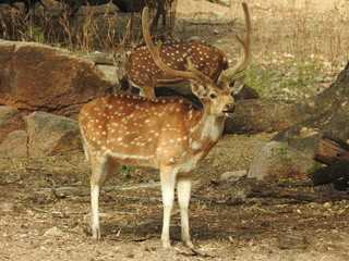 Noble deer male in winter snow forest Beautiful fallow deer in winter outdoors. fighting with their horns.  fighting in forest towards each other. © Motion Photography