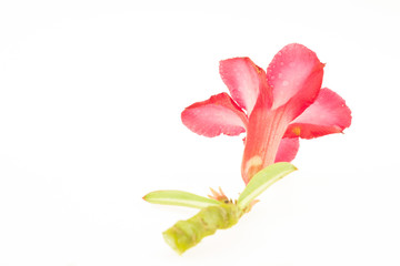 Obraz na płótnie Canvas Azalea flowers