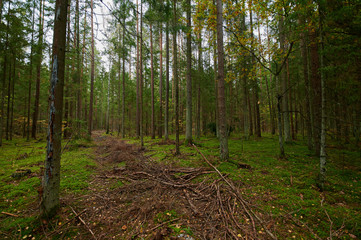 Obraz premium Autumn forest nature. Vivid morning in colorful forest