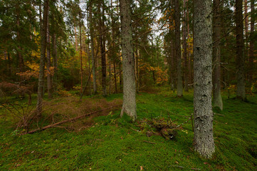 Obraz premium Autumn forest nature. Vivid morning in colorful forest