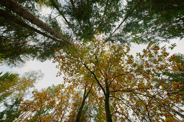 Autumn forest nature. Vivid morning in colorful forest