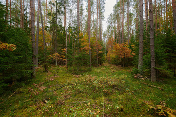Obraz premium Autumn forest nature. Vivid morning in colorful forest