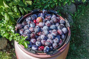 fresh plums picked from the tree into a large container standing on the grass in the garden Full frame zoom