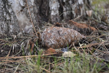 pine cone