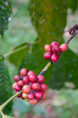 Closeup of coffee fruit in coffee farm and plantations
