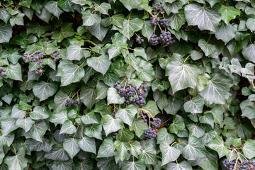 Wall covered with ivy for a natural floral background.