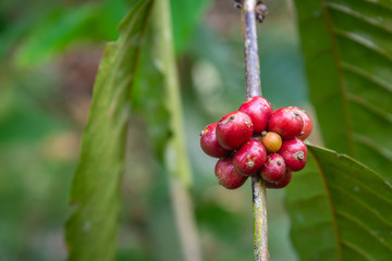 Closeup of coffee fruit in coffee farm and plantations