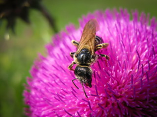 wild flower with bug in the meadow closeup