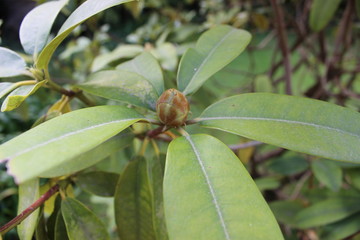 The Azores Islands: San Miguel