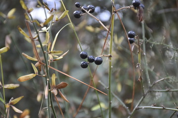  blackberries