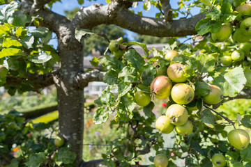 Ripe Apples hanging on branches in the tree in Orchard ready for harvesting, afternoon shot