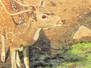 Roe deer sitting in a green grass field A closeup look and detailed view of this species. Western roe deer, chevreuil, or simply roe deer or roe. spotted white tailed deer fawn in a forest with horns. © Motion Photography
