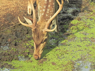 Roe deer sitting in a green grass field A closeup look and detailed view of this species. Western roe deer, chevreuil, or simply roe deer or roe. spotted white tailed deer fawn in a forest with horns. © Motion Photography