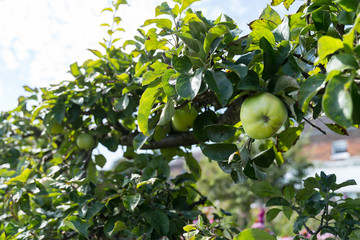 Ripe Apples hanging on branches in the tree in Orchard ready for harvesting, afternoon shot
