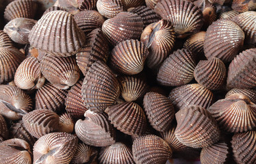 fresh cockle shellfish seafood 