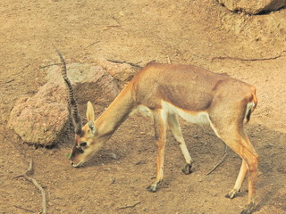 Roe deer sitting in a green grass field A closeup look and detailed view of this species. Western roe deer, chevreuil, or simply roe deer or roe. spotted white tailed deer fawn in a forest with horns. © Motion Photography