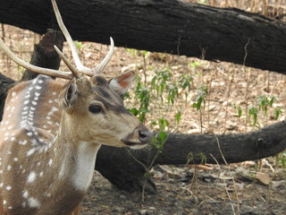 Roe deer sitting in a green grass field A closeup look and detailed view of this species.  Also known as western roe deer, chevreuil, or simply roe deer or roe, An isolated background with out-focus N © Motion Photography