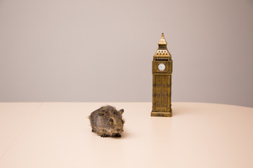 Big Ben tower and cute and funny guinea pig 