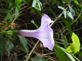 Purple datura flower in bloom. Datura is a genus of nine species of poisonous Vespertine flowering...
