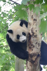 Panda Gignate su albero