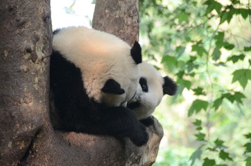 Coppia di panda gigante