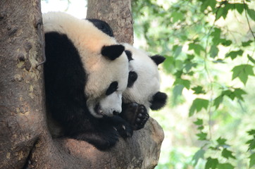 Obraz premium Coppia di panda gigante