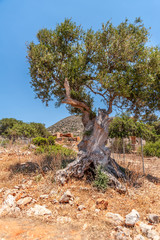 Old olive tree in a field on a background of mountains