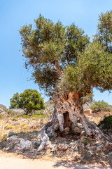 Old olive tree in a field on a background of mountains.