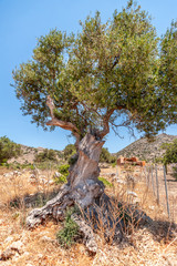 Old olive tree in a field on a background of mountains.