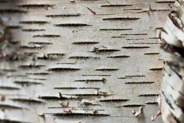 Macro close-up shot of tree bark in Ontario, Canada.
