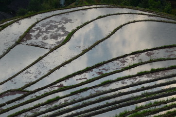 Risaia cinese allagata schiena del drago