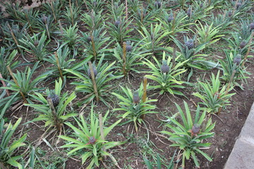 The Azores Islands: San Miguel